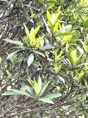 Myrsine seguinii