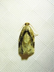 Archips grisea
