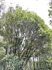 Myrsine seguinii