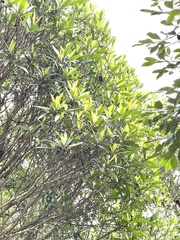 Myrsine seguinii