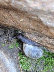 Sonorella allynsmithi