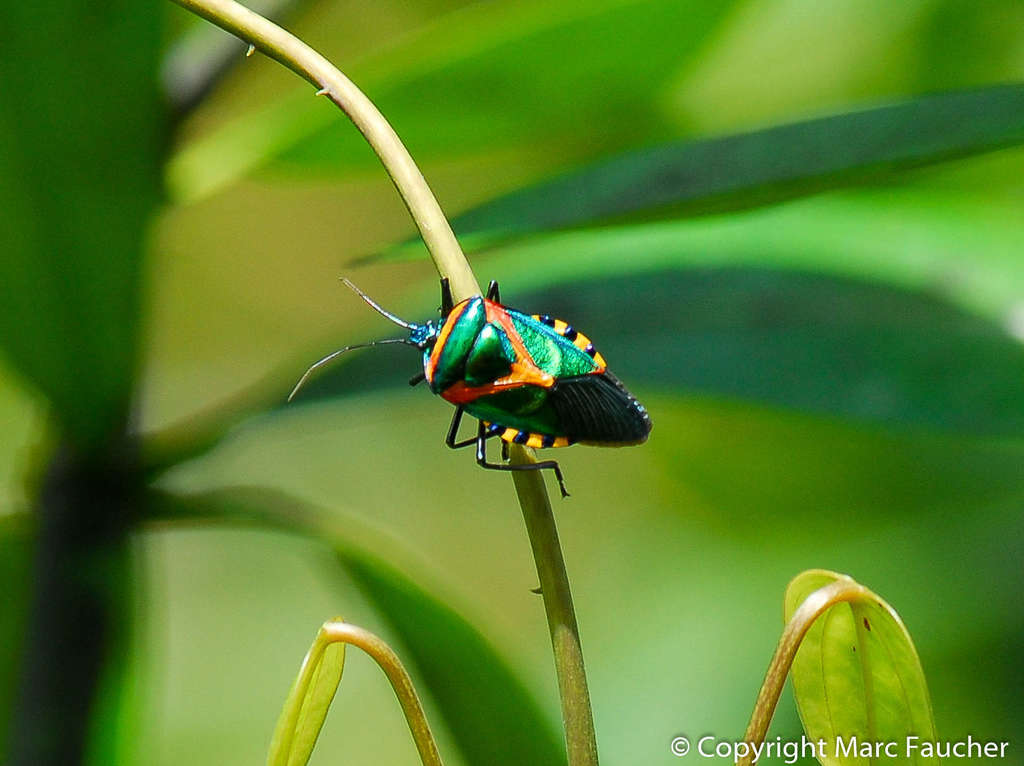 Chalcocoris