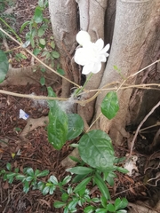 Jasminum sambac