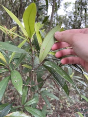 Myrsine seguinii