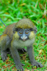Cercopithecus cephus