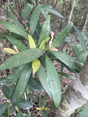 Myrsine seguinii