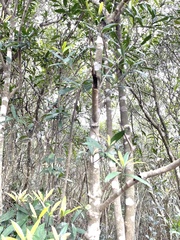Myrsine seguinii