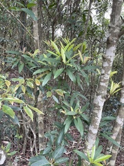Myrsine seguinii