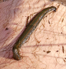 Hirudo medicinalis
