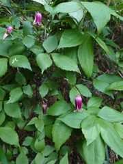 Clematis japonica