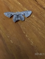 Monobolodes prunaria