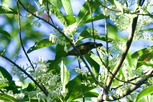 Purple-naped Spiderhunter (Kurochkinegramma hypogrammicum), photo 7
