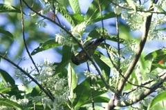 Kurochkinegramma hypogrammicum