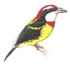 Scarlet-Banded Barbet photo 2