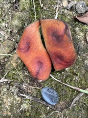 Archidendron lucidum