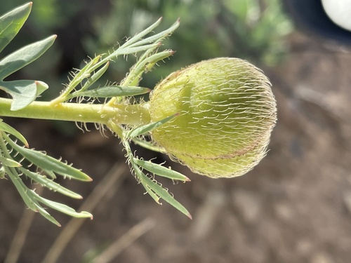 Romneya trichocalyx