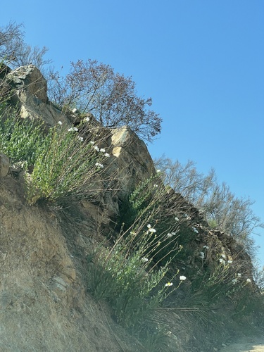 Romneya trichocalyx