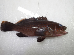 Epinephelus bleekeri