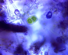Cosmarium holmiense