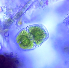 Cosmarium holmiense