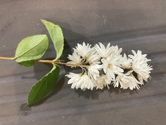 Deutzia scabra