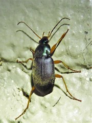 Chlaenius brevilabris