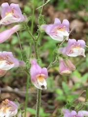 Penstemon