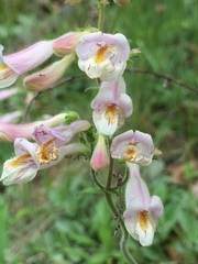 Penstemon