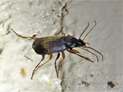 Chlaenius brevilabris