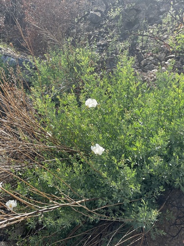 Romneya trichocalyx