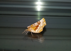 Selenia alciphearia