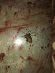 Alcaeorrhynchus phymatophorus