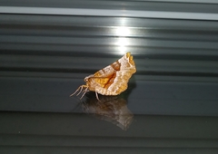 Selenia alciphearia
