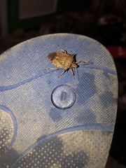 Alcaeorrhynchus phymatophorus