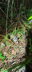 Peromyscus polionotus