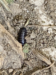 Armadillidium vulgare
