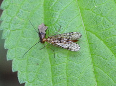 Panorpa vernalis