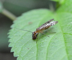 Panorpa vernalis