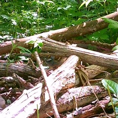 Zonotrichia albicollis