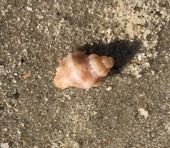 Muricoidea
