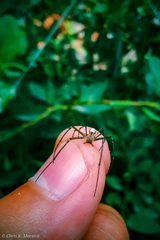 Leucauge