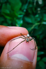 Leucauge