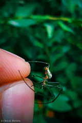 Leucauge