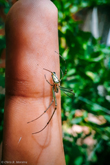 Leucauge