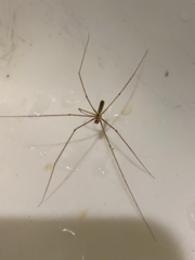 Pholcus phalangioides