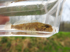 Cottus caeruleomentum