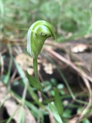 Pterostylis obtusa