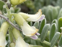 Astragalus nuttallii nuttallii
