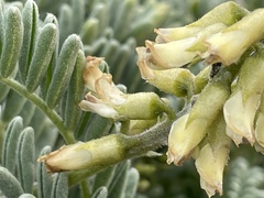 Astragalus nuttallii nuttallii