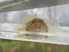 Cottus caeruleomentum